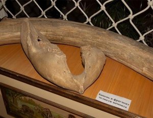 Ученые из Новосибирска восстановили древнюю технологию резьбы по бивню мамонта