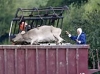 В распространении вируса ящура в Великобритании "серьезно подозревают одну лабораторию"