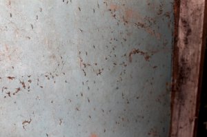 В Кирове двухэтажный дом атаковали полчища комаров