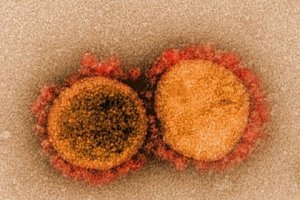В чем опасность бразильского штамма коронавируса
