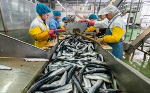 Старейший производитель рыбных консервов заявил о массовой подделке сайры