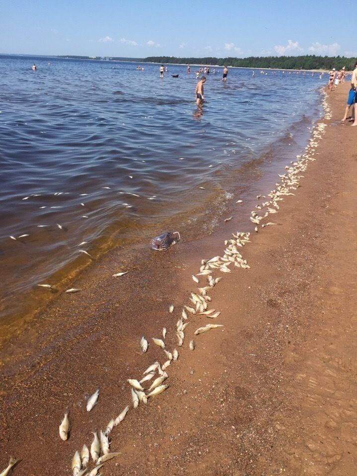 Ласковый пляж на финском заливе фото