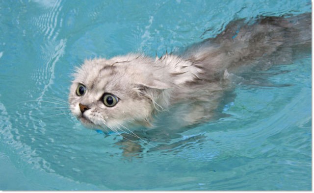 Водоплавающая кошка
