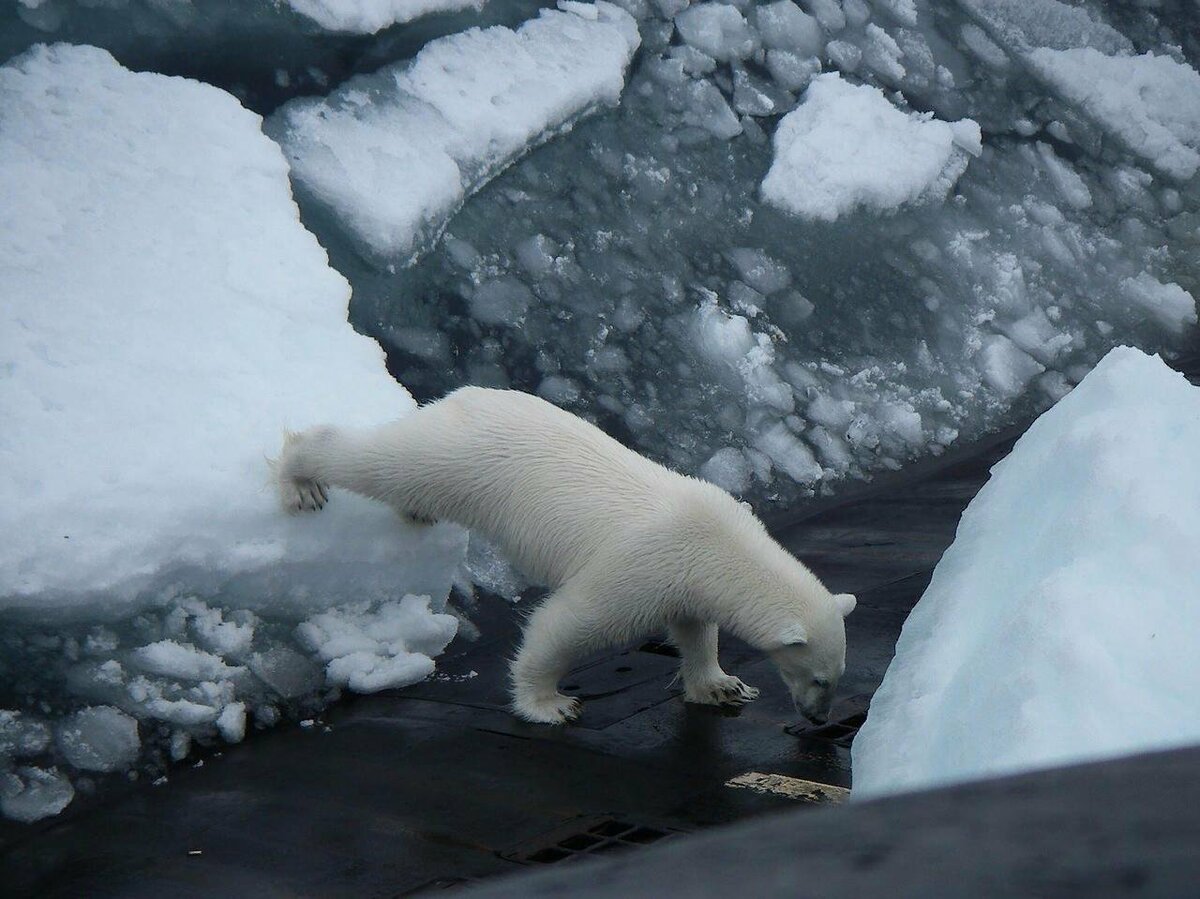 Медведь на подводной лодке