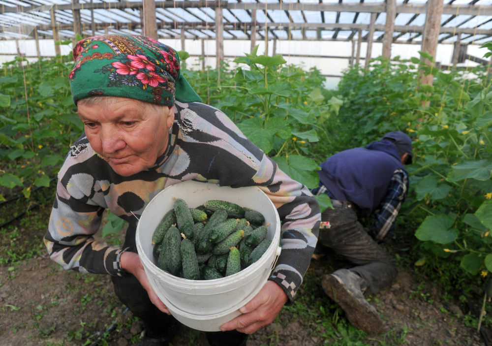 Огурцы г. Ольшаны агрогородок Столинский район. Ольшаны огурцы. Огурцы тонны. Ольшанские огурцы Беларусь.