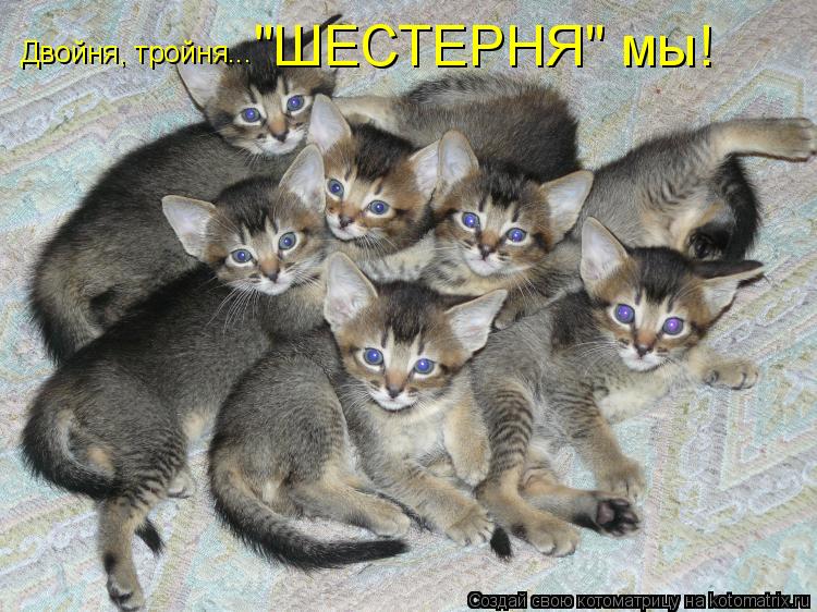 Котомания фото с прикольными надписями