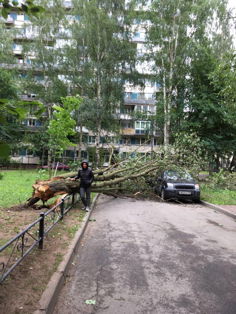 В Питере — древопад. Ветер в Петербурге разгулялся: с домов сдувает кровлю,  деревья падают по всему городу [ФОТО] / news2.ru