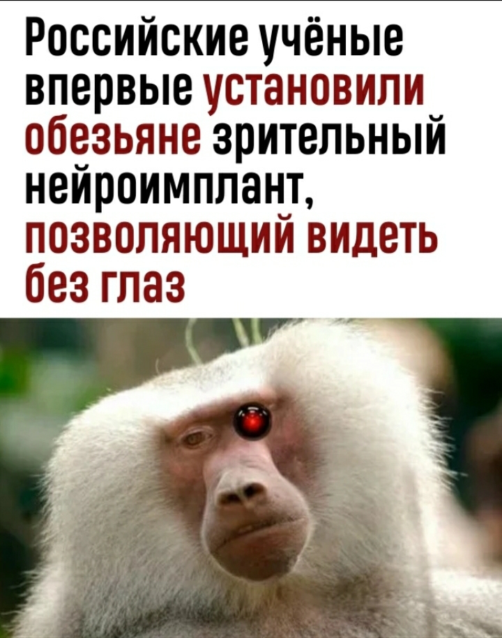 При расшифровке генома мартышки было установлено 40. Российские приматы:. Обезьяна ставит блок. Обезьяна когда прикрутила розетку.